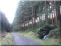 Forestry track above Trehafod in CF37 2PB
