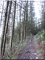 Footpath in forest above Trehafod in CF37 2PB