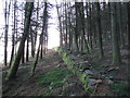 Old dry stone wall above Trehafod in CF37 2PB