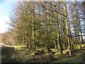 Forestry near Penrhiwfer in CF40 1EY