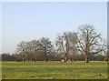 Pasture land in January, Osterley Park in TW7 5FG