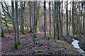Woodland and burn near Carterhaugh in TD7 5YA