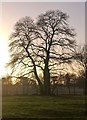 Sweet chestnut tree in January, Osterley Park in TW7 5FG