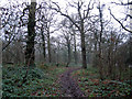 Muddy track in Oxleas Woods in SE18 3HP