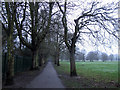 Avenue of trees in Eltham Park South in SE9 2RE