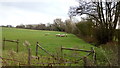 Sheep pasture near Mintridge Cottages in HR7 4HA