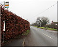 Bus stop pole in a hedge, Llancloudy in HR2 8QN
