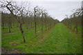 Orchard at Furze Lane in DT8 3NE