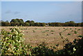 Stubble field in NR20 3UY