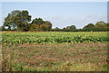 A field of Brassicas in NR20 3PJ