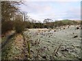 Frosty farmland between Bittlestones and the River Irthing in CA8 7EP