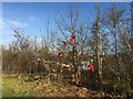 Lyme Valley Park: 'Christmas' tree in ST5 1HA
