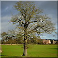 Oak tree, Canon Frome in HR8 2TH