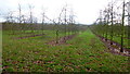 Apple orchard near Ashperton in HR8 2SW