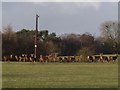 A field of deer in ST10 2HR