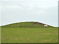 Tumulus near Celston Hall Farm in CH8 9NE
