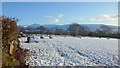 Sheep in snowy pasture, 1 in LD3 7TE