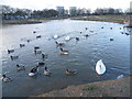 Jubilee Pond, Wanstead Flats in E7 0DZ
