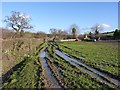 The lesser muddy field, Milcombe Farm in BA22 9NP