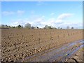 Very muddy field near Odcombe in BA22 8TZ