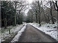 Forestry road in winter, Wyre Forest, near Buttonoak in DY12 3AD