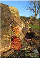 Fungus on Log, North Ferriby in HU14 3JL