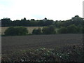 Farmland south of White Lane in S12 3LH
