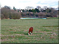 Horse on Shortwood Common in TW18 4HN