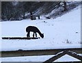 Alpaca in the snow, Eddleston in EH45 8QN