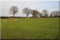 Sheep in a field at Fairfield in B61 9NE