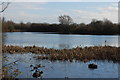 Gadwall Lake, Chigborough Lakes Nature Reserve in CM9 7RE
