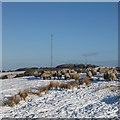 Sheep in snow, Kirk o' Shotts in ML7 4NS