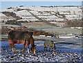 Horses in the snow, by Knockbain in IV15 9NR