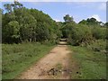 Path to Blackhamsley, Trenley Lawn, New Forest in SO42 7UQ