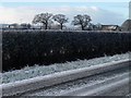 Trees along a parish boundary, west of Sandy Lane in CH3 6HA