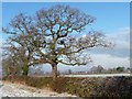 Roadside winter tree, Sandy Lane in CH3 6HA