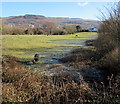 Horses in a field on the south bank of the Afon Cynon, Aberdare in CF44 0HU