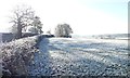 Tree and its shadow, off Chapel Lane, Saighton in CH3 6EN