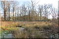 Wetland patch, Leuchars in Leuchars