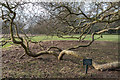 Plane Tree, Osterley Park, Isleworth in TW7 4RB
