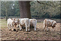 Cattle on Great Meadow, Osterley Park, Isleworth in TW7 4RB