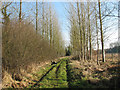 Poplars growing beside the footpath to Mill Lane in NR9 5NP