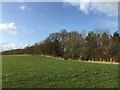 Field and copse near Bateswood Country Park in ST7 8AB