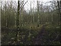 Bateswood Country Park: woodland in ST7 8AB