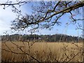 Reedbeds by the River Torridge in EX39 5AL