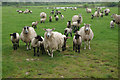 Sheep and Lambs at Sapperton in DE65 5SL