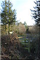 View into Walton Heath Plantation from footpath in PO17 6BJ
