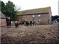 Cattle in the yard at Marsh Green Farm in TF6 6NH