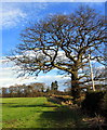 Hedgerow oak tree in winter in NE41 8BD