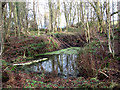Small pond in Nine Acre Plantation in NR10 4PN